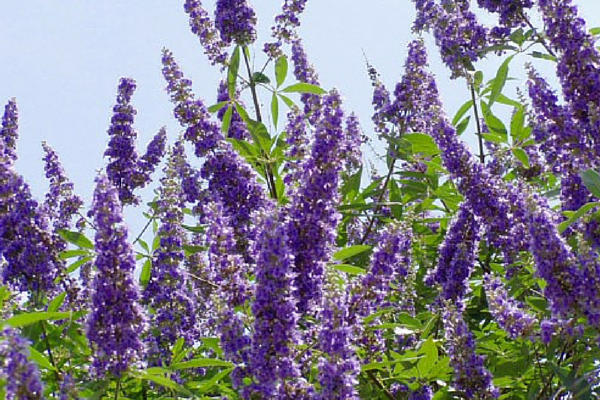 vitex-1.png